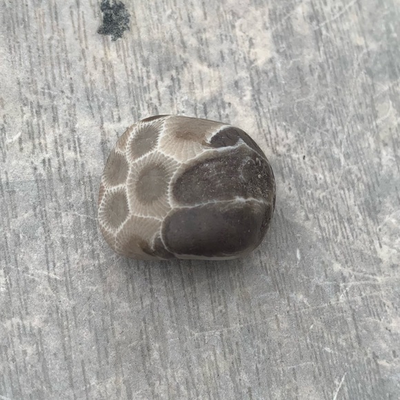 Petoskey stone - Picture 3 of 5